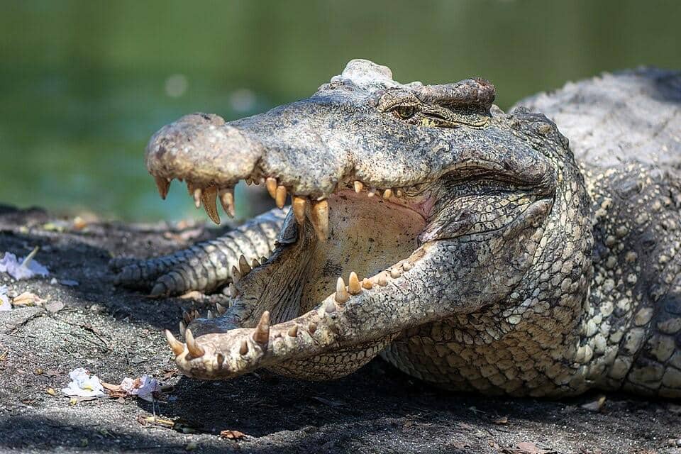 Buaya kuba membuka mulut saat berjemur.