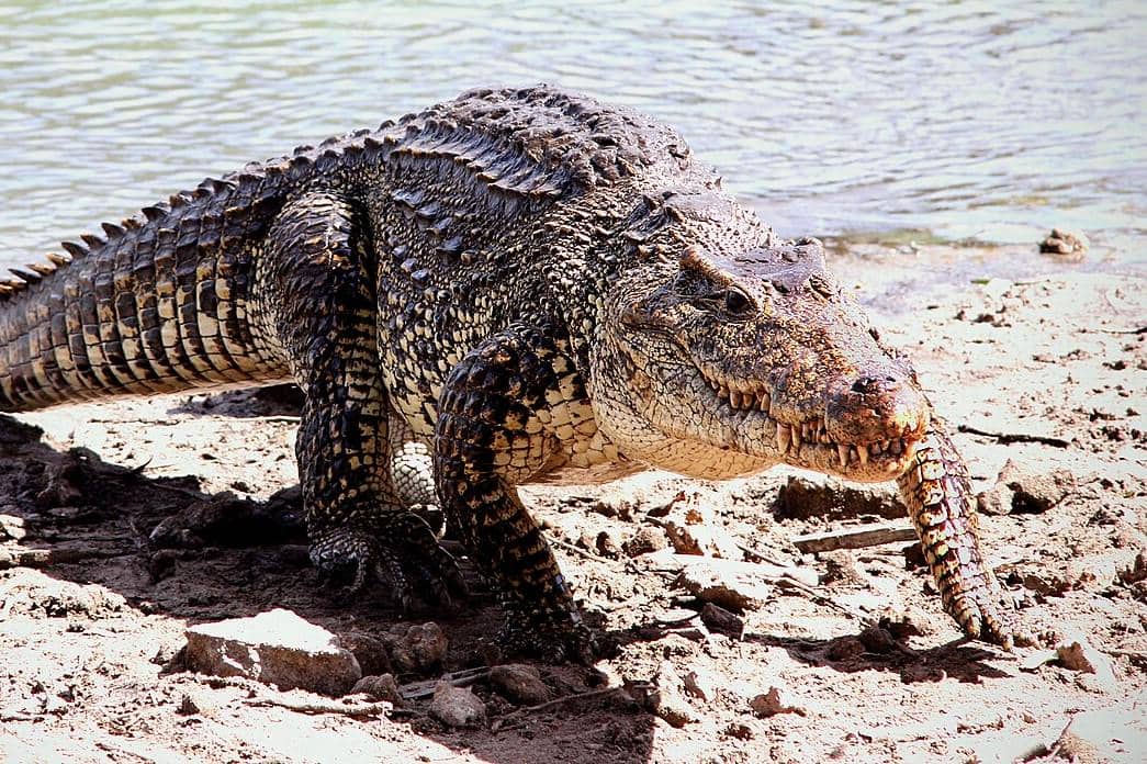 7 Fakta Unik Buaya Kuba, Reptil Berlapis Baja yang Jago Lari