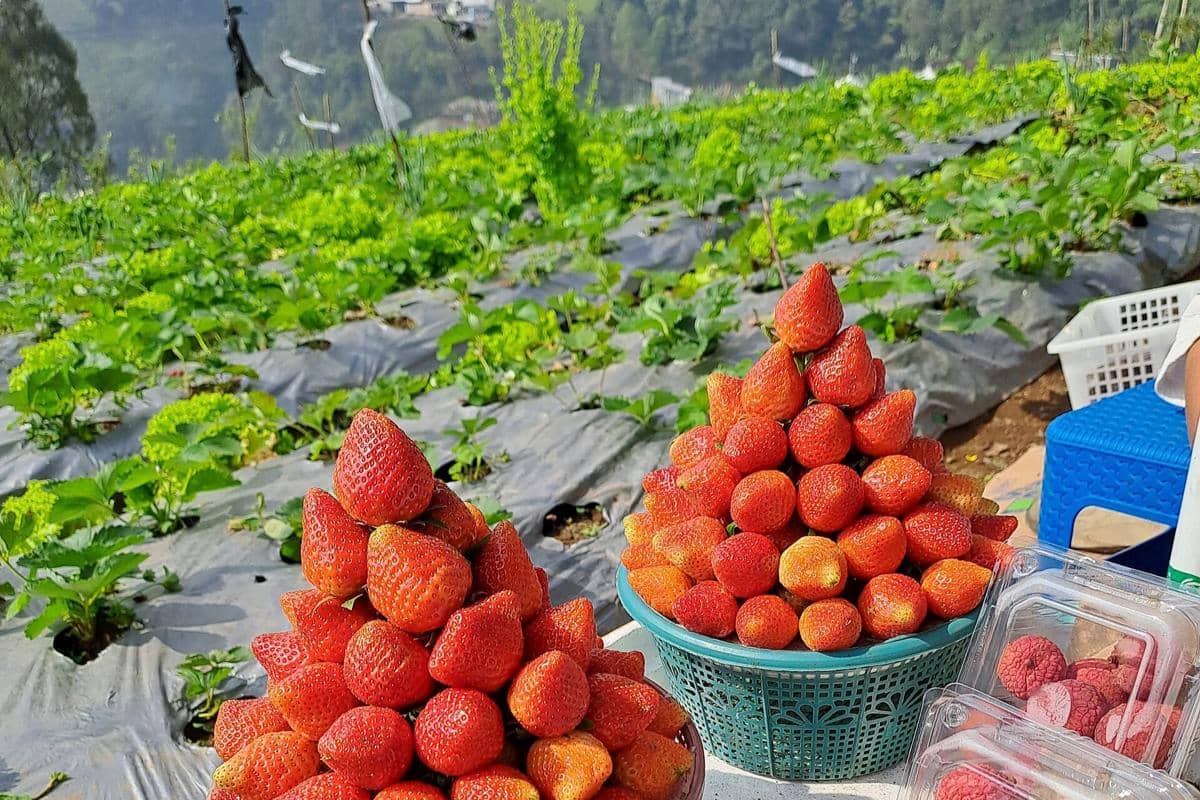 ilustrasi kebun stroberi