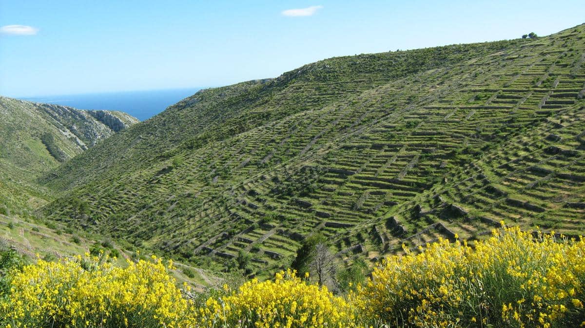 Hamparan ladang lavender di Pulau Hvar