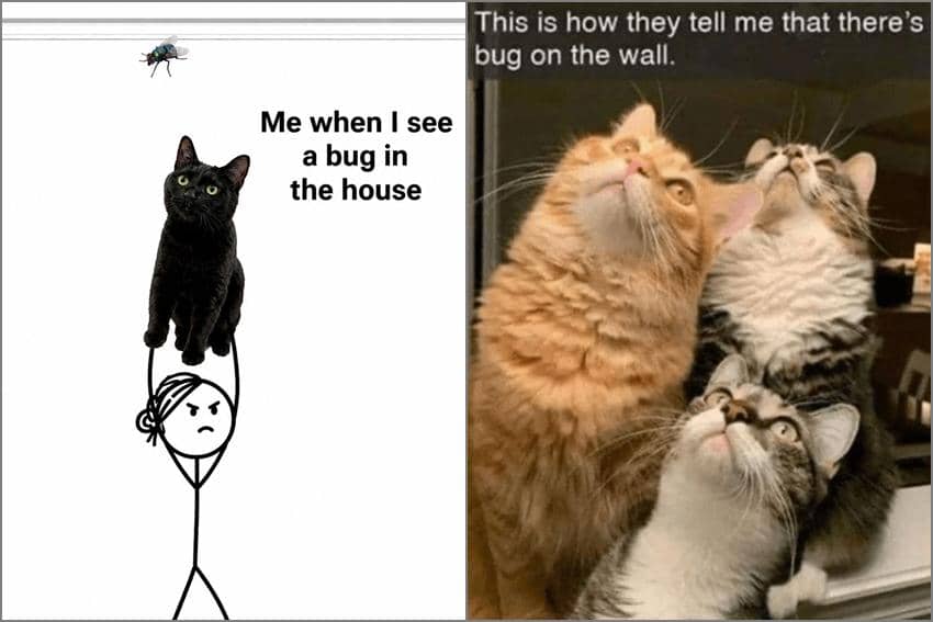 8 Meme Kucing tentang Serangga, Kadang Dilihatin Doang