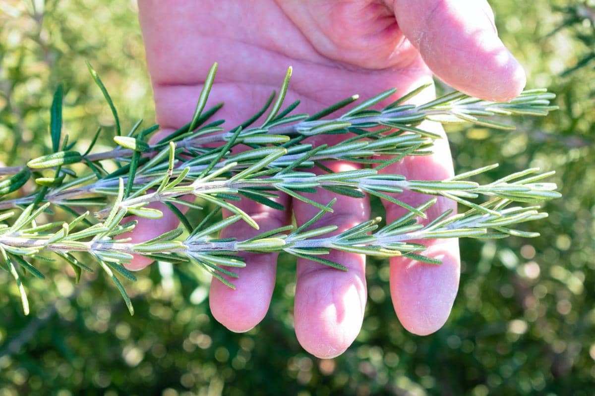 5 Tanaman Hias untuk Hand Sanitizer Herbal, Kaya Kandungan Antibakteri