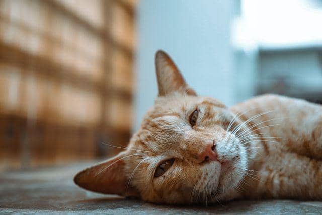 ilustrasi kucing
