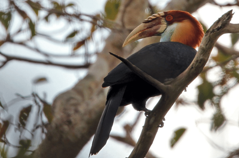 5 Fakta Sumba Hornbill, Burung Endemik Eksotis Kebanggaan Pulau Sumba