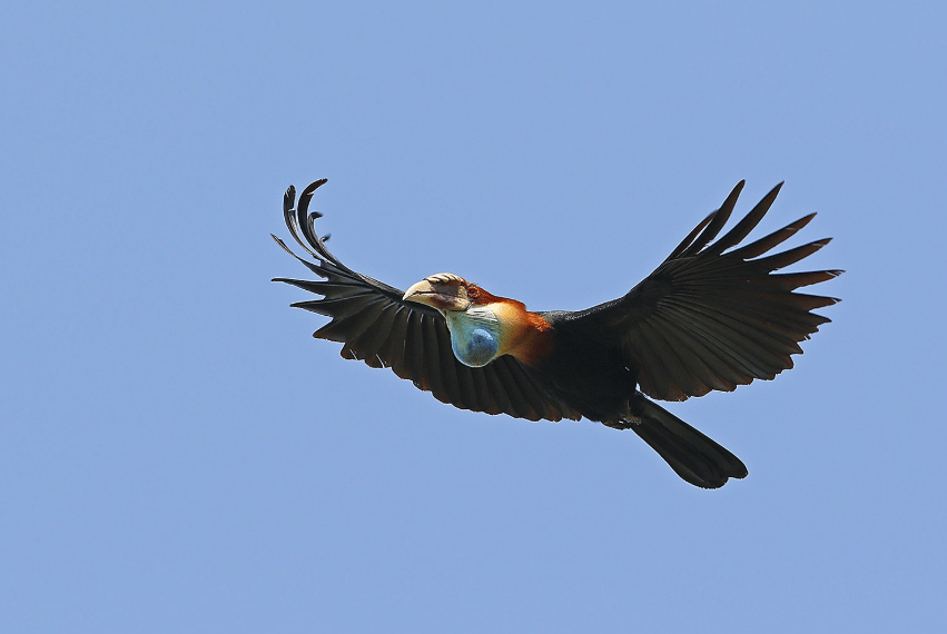 Burung julang sumba terbang di langit biru dengan sayap terbentang lebar, menampilkan warna bulu hitam, oranye, dan biru di lehernya.