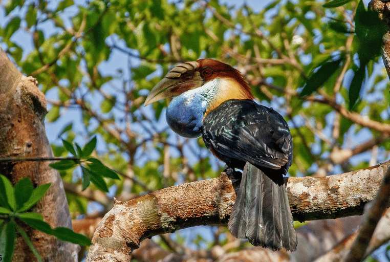 Burung julang sumba dengan paruh besar dan bulu berwarna biru serta cokelat bertengger di dahan pohon di tengah dedaunan hijau.