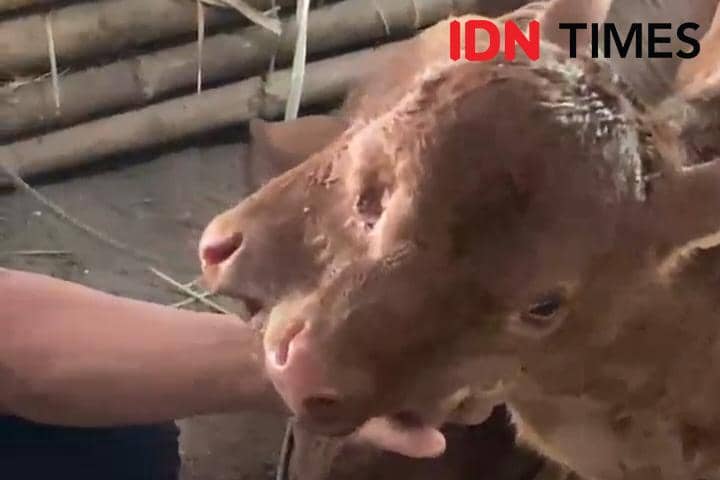 Viral! Anak Sapi Jantan Bermata 3 Lahir di Magetan