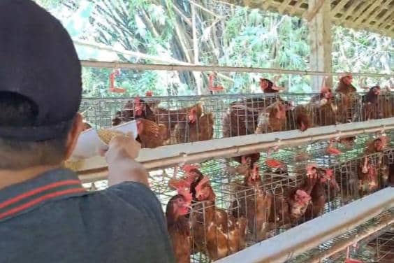  Peternak Mengadu ke DPR Soal Harga Telur Murah dan Pakan Mahal