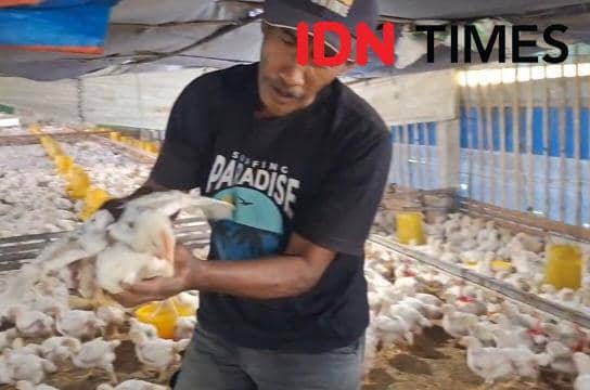 Setelah Telur, Peternak Ayam Broiler di Ngawi Diambang Gulung Tikar