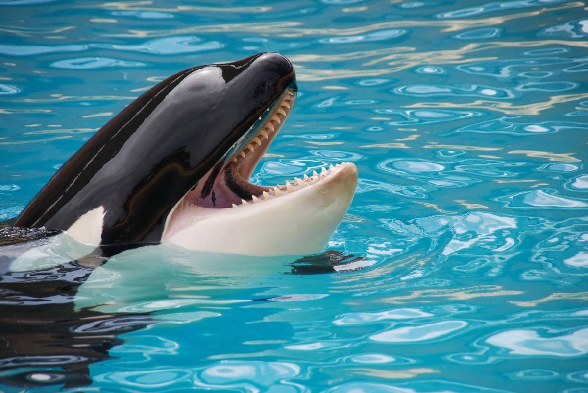 Paus orca 