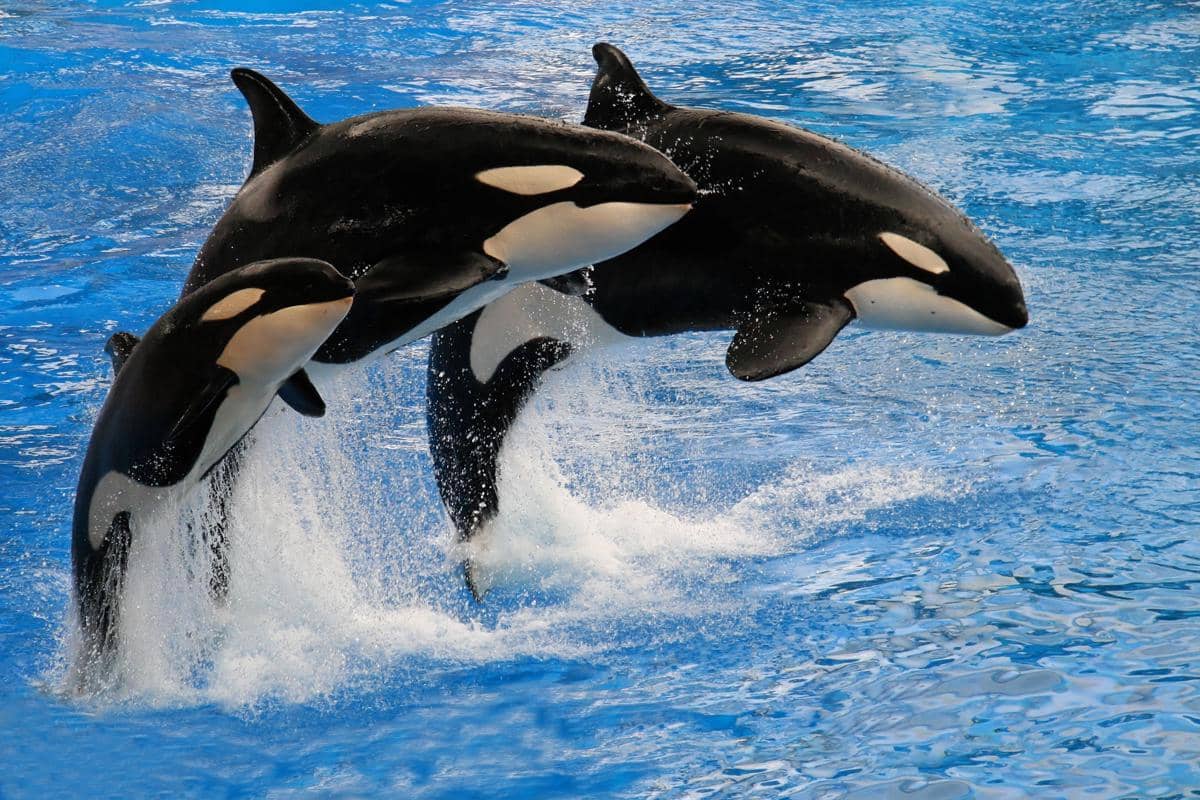 Apakah Paus Orca Memakan Manusia? Ini Penjelasannya!