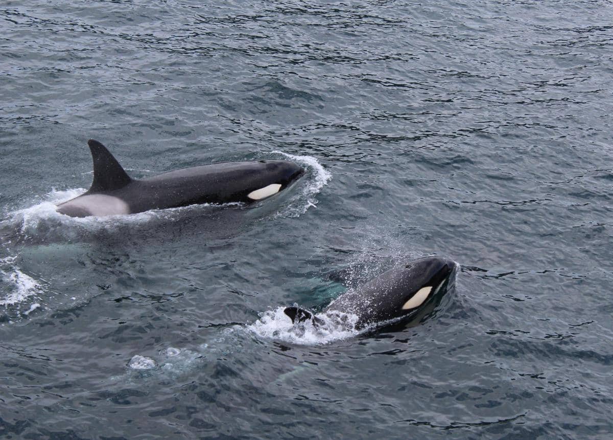 Paus orca 