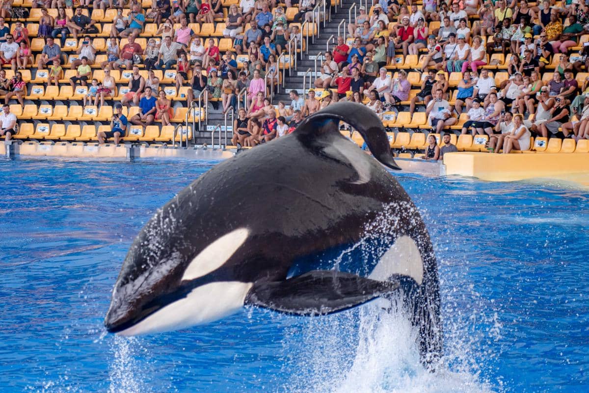 Paus orca