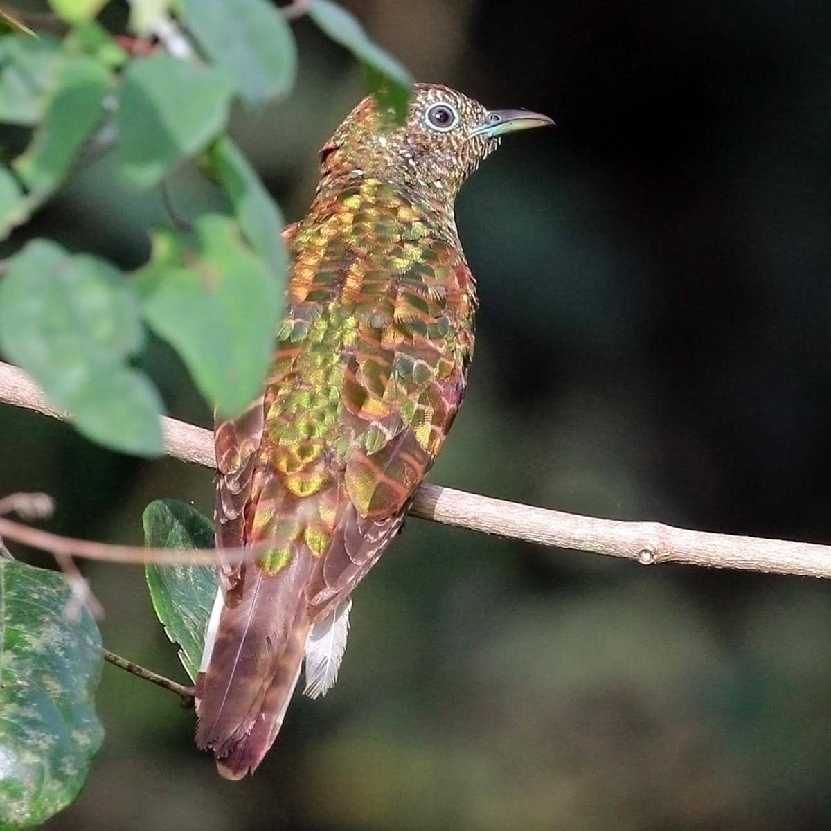 Burung kedasih zamrud Afrika betina