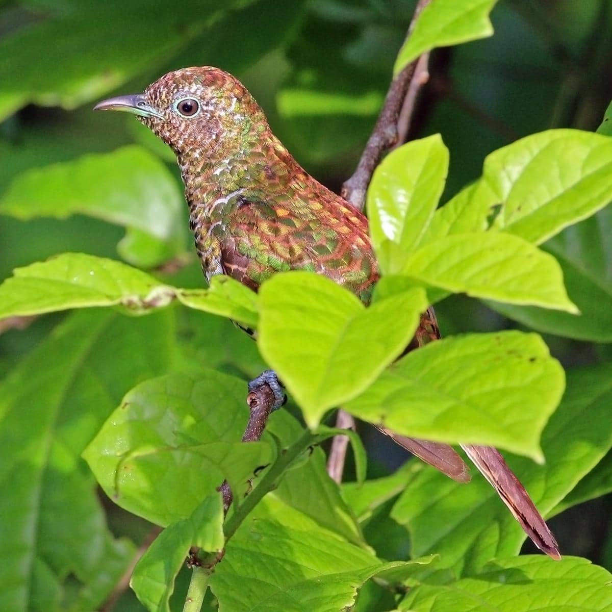 Burung kedasih zamrud Afrika betina