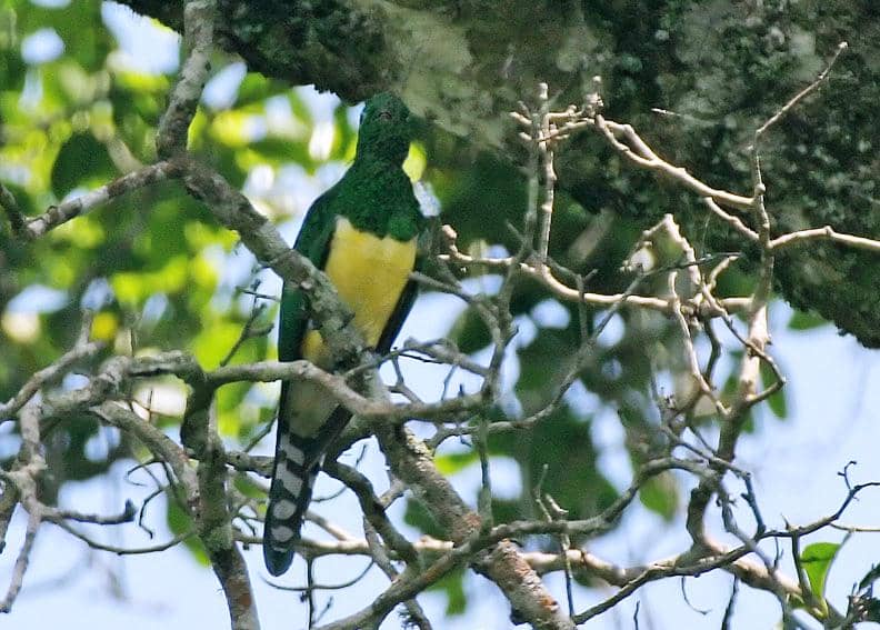 Burung kedasih zamrud Afrika jantan