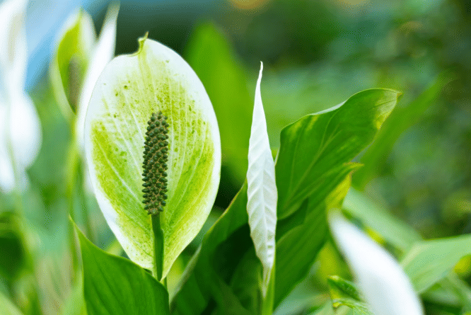ilustrasi tanaman peace lily