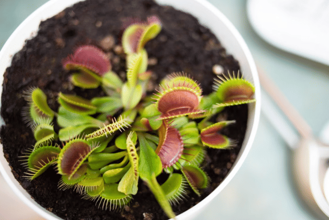 ilustrasi tanaman venus flytrap