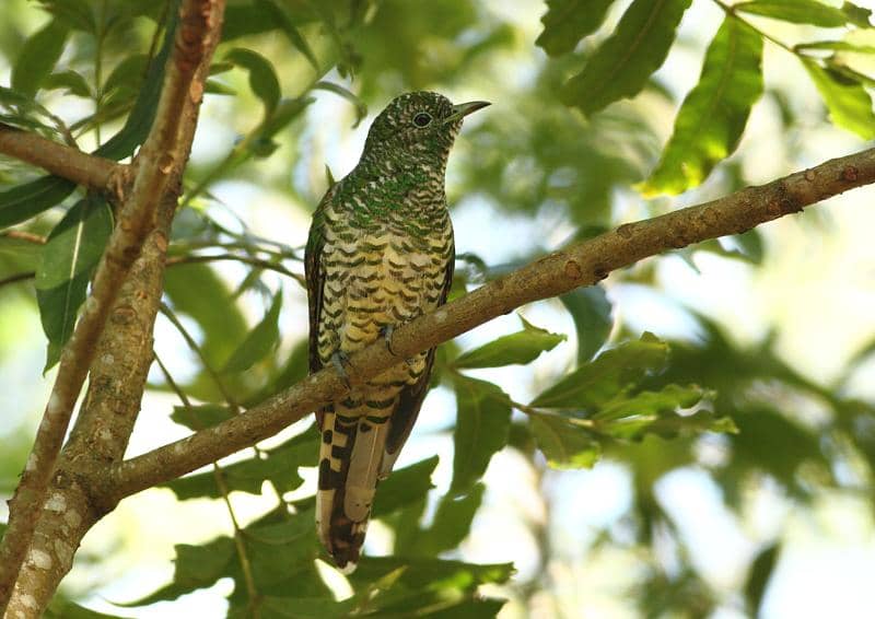 Burung kedasih zamrud Afrika betina