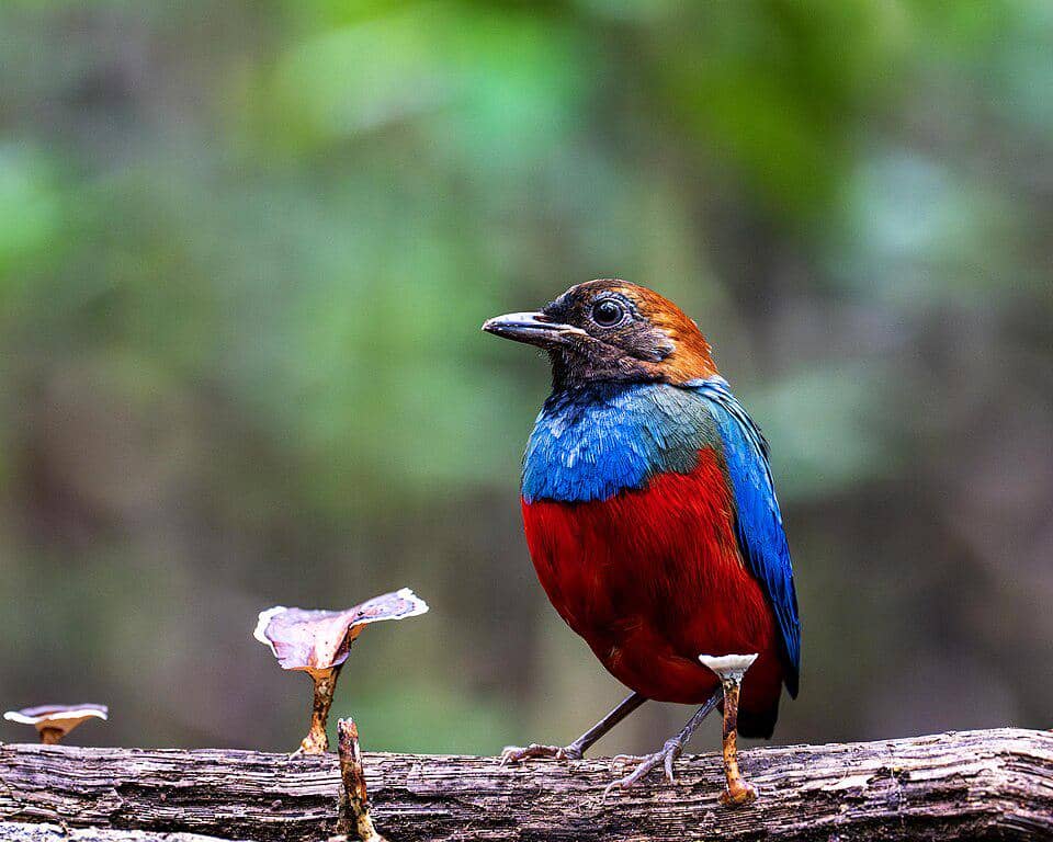 5 Fakta Philippine Pitta, si Pemburu Serangga di Balik Serasah Hutan