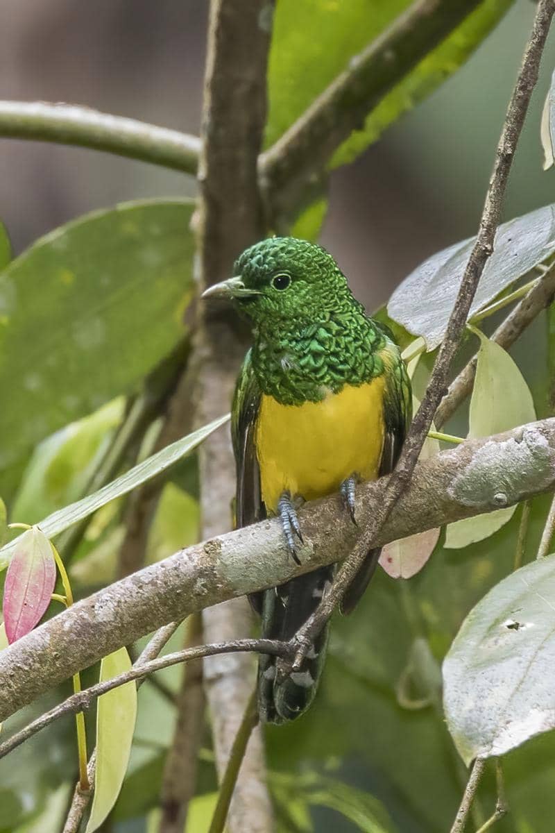 Burung kedasih zamrud Afrika jantan