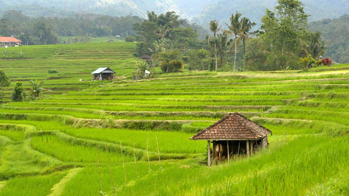 Terasering Jatiluwih Bali, Indonesia