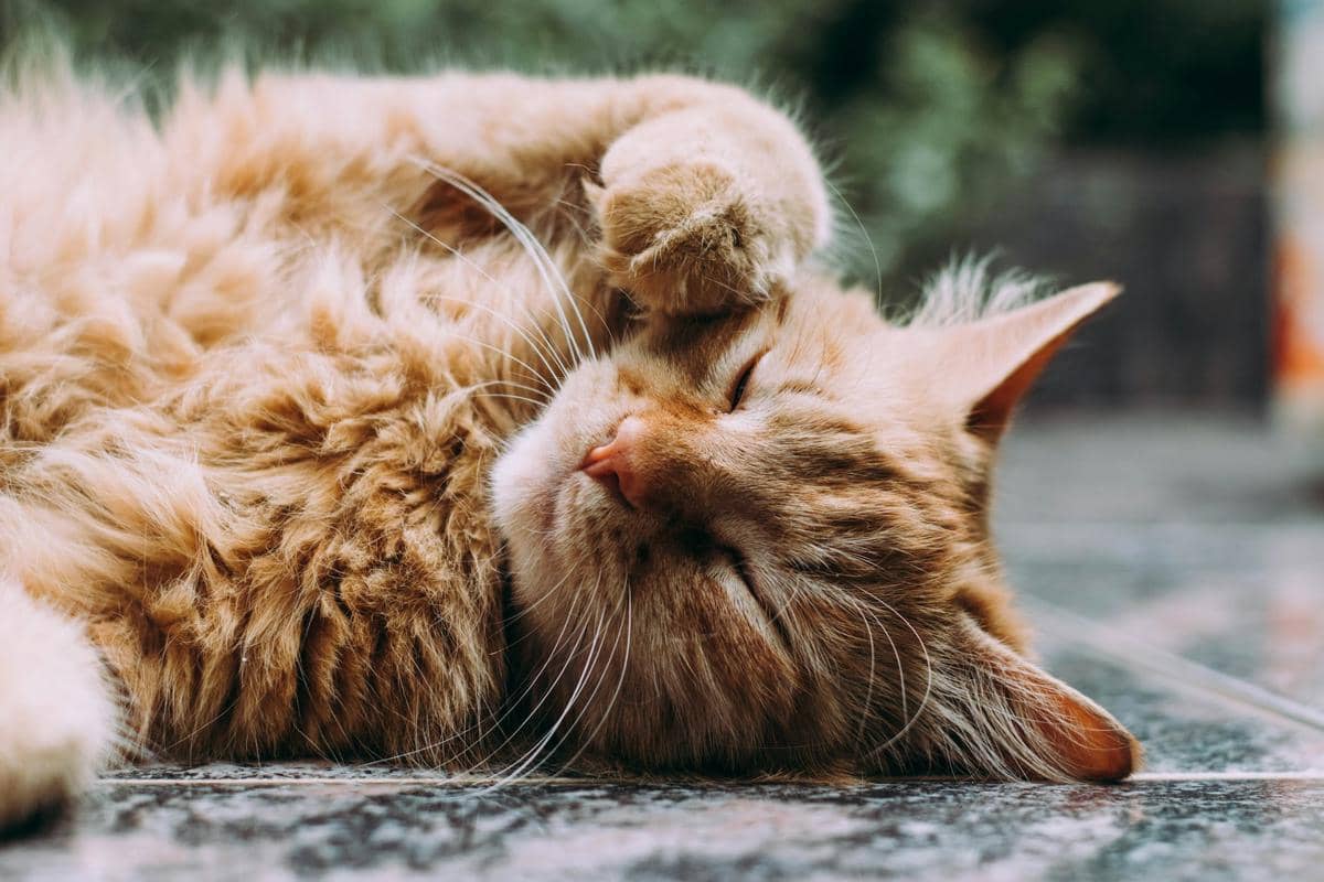 kucing