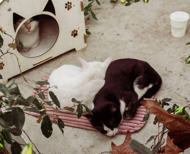 Kenapa Kucing Bisa Terkena Panleukopenia? Waspadai Penyebabnya