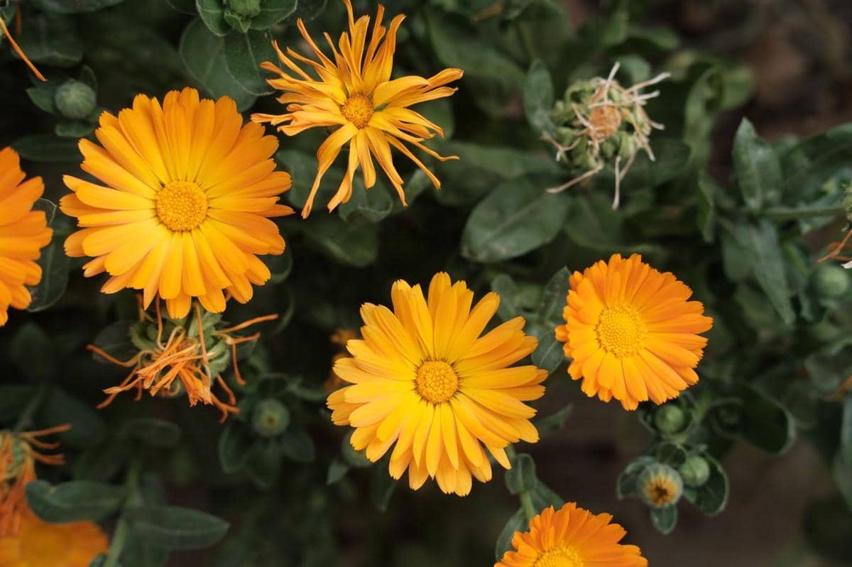 5 Tanaman Hias yang Cocok untuk Bahan Lulur Alami, Kulit Lebih Halus