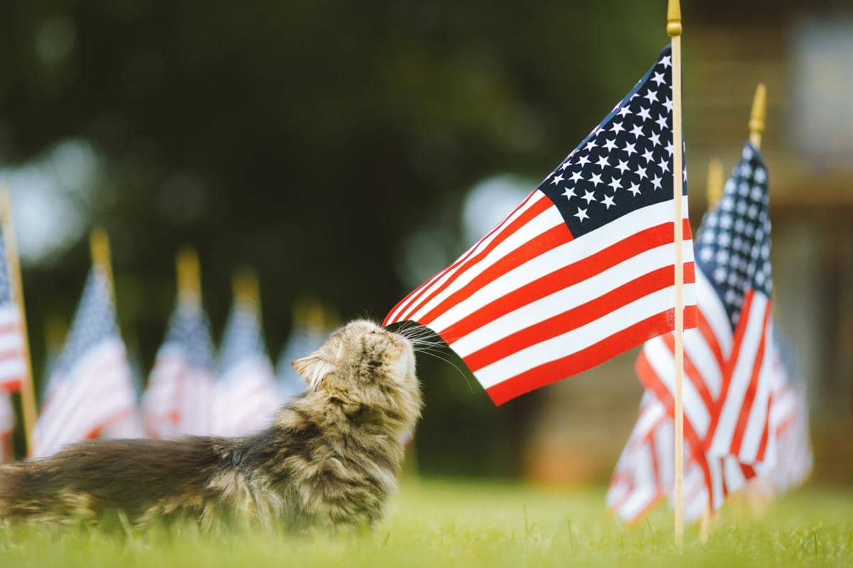 ilustrasi kucing dan bendera