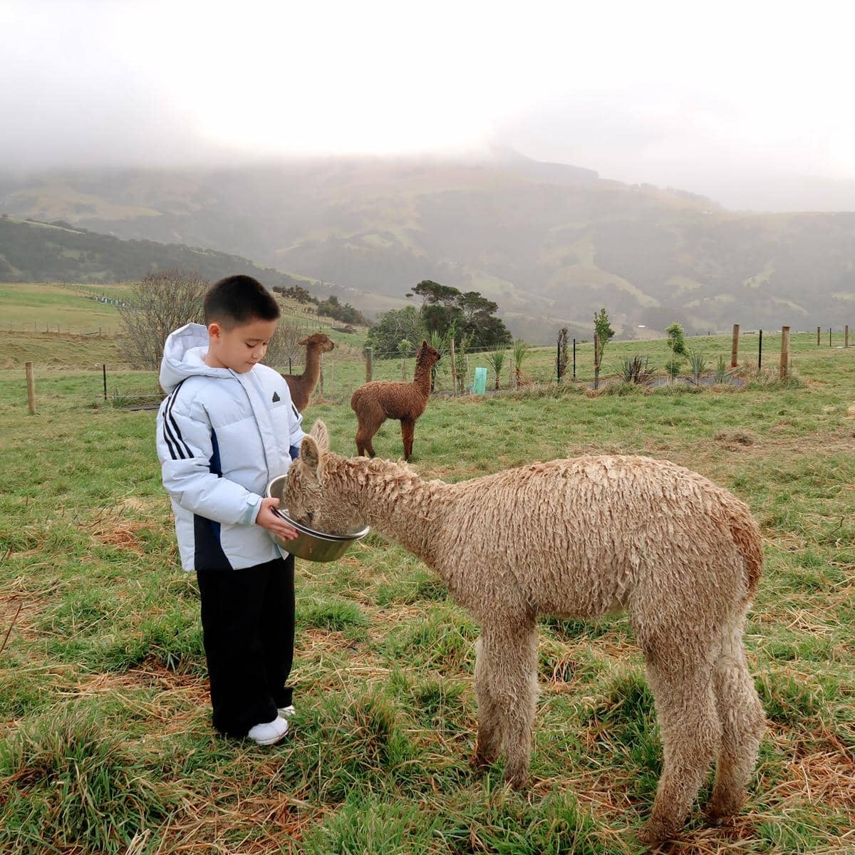 Keluarga Citra Kirana main dengan alpaka di New Zealand