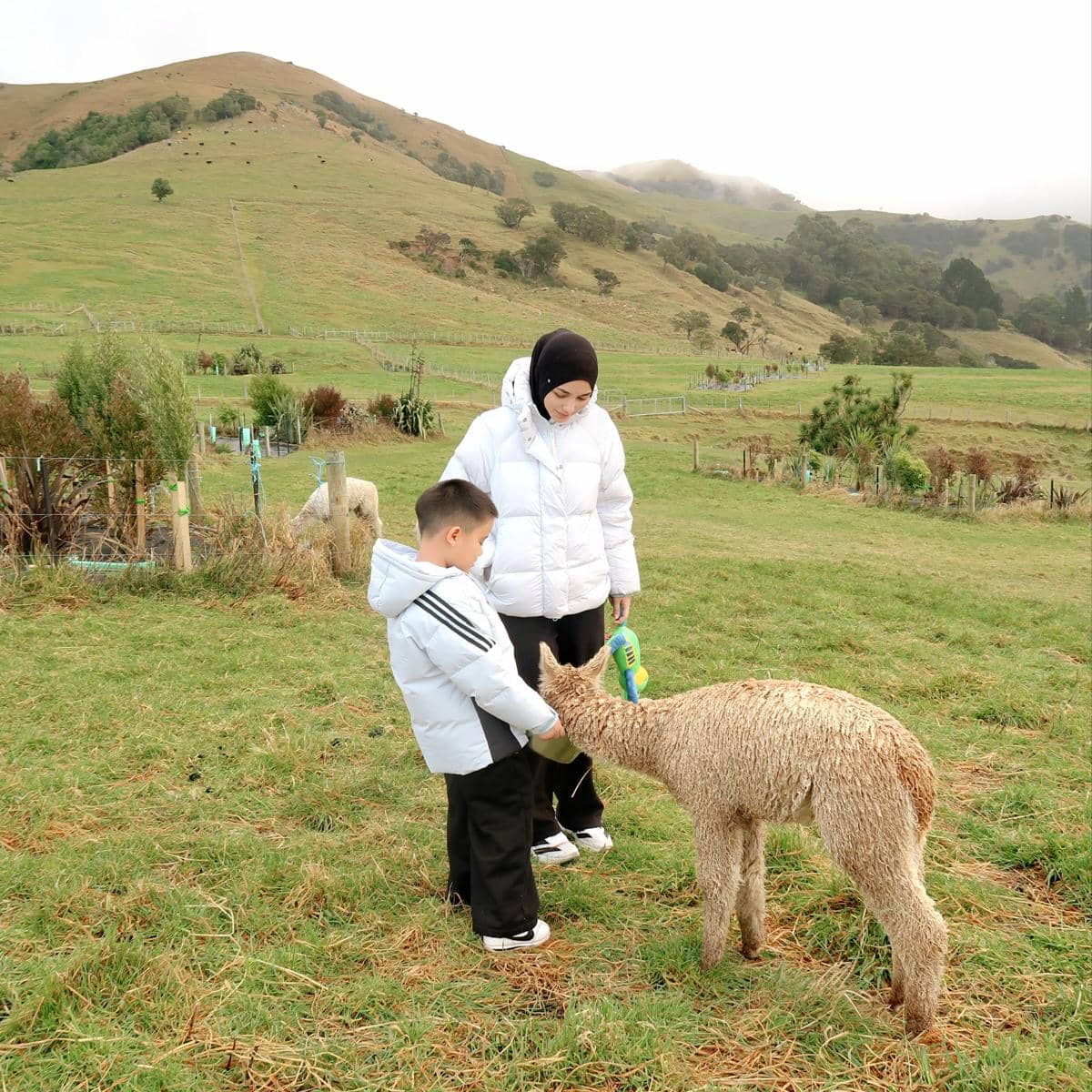 Keluarga Citra Kirana main dengan alpaka di New Zealand