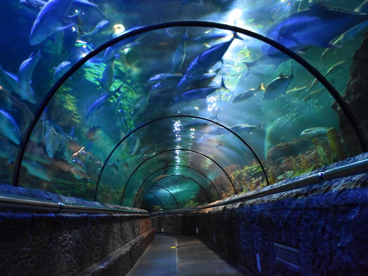 Potret Sea World Ancol