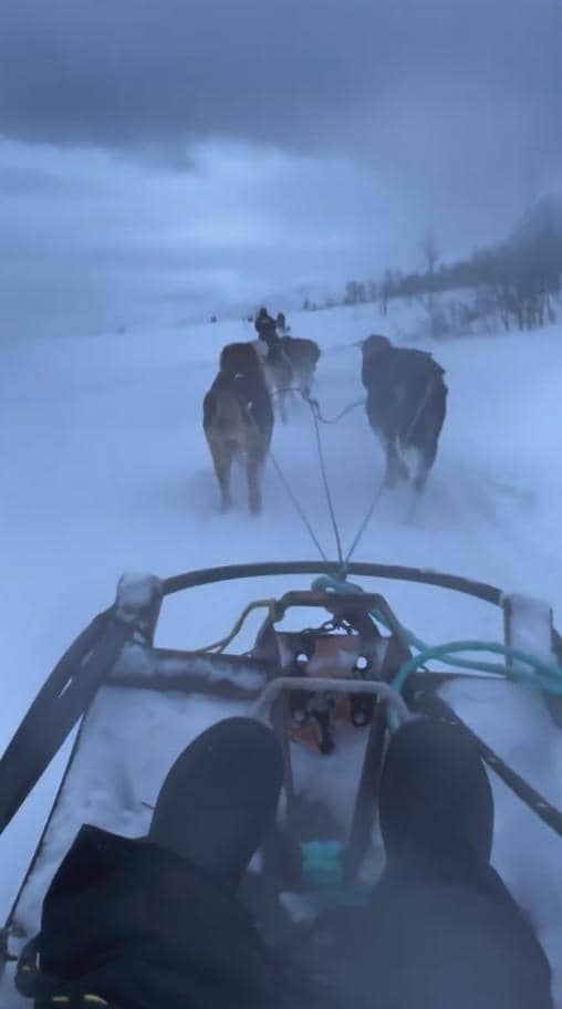 Pemandangan dari atas kereta luncur yang ditarik oleh beberapa anjing di atas salju tebal di Norwegia saat cuaca dingin.