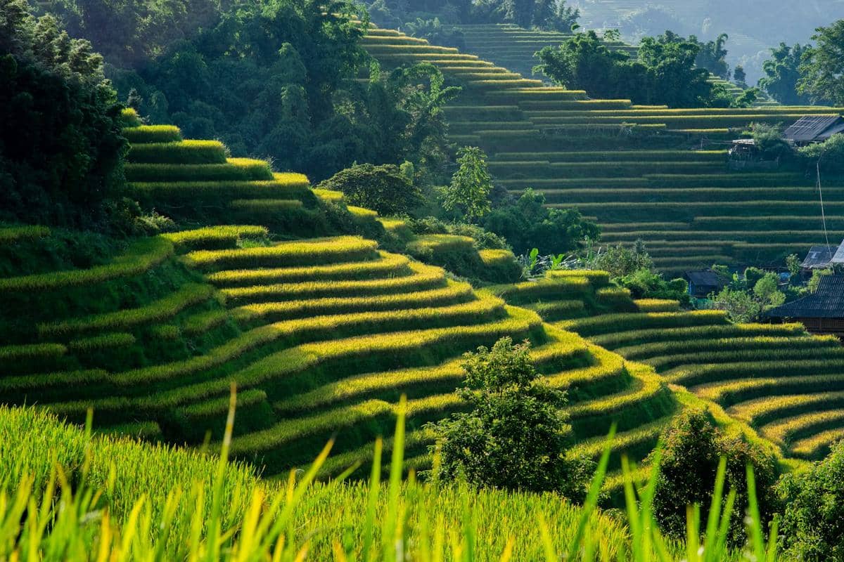Terasering Sa Pa, Vietnam