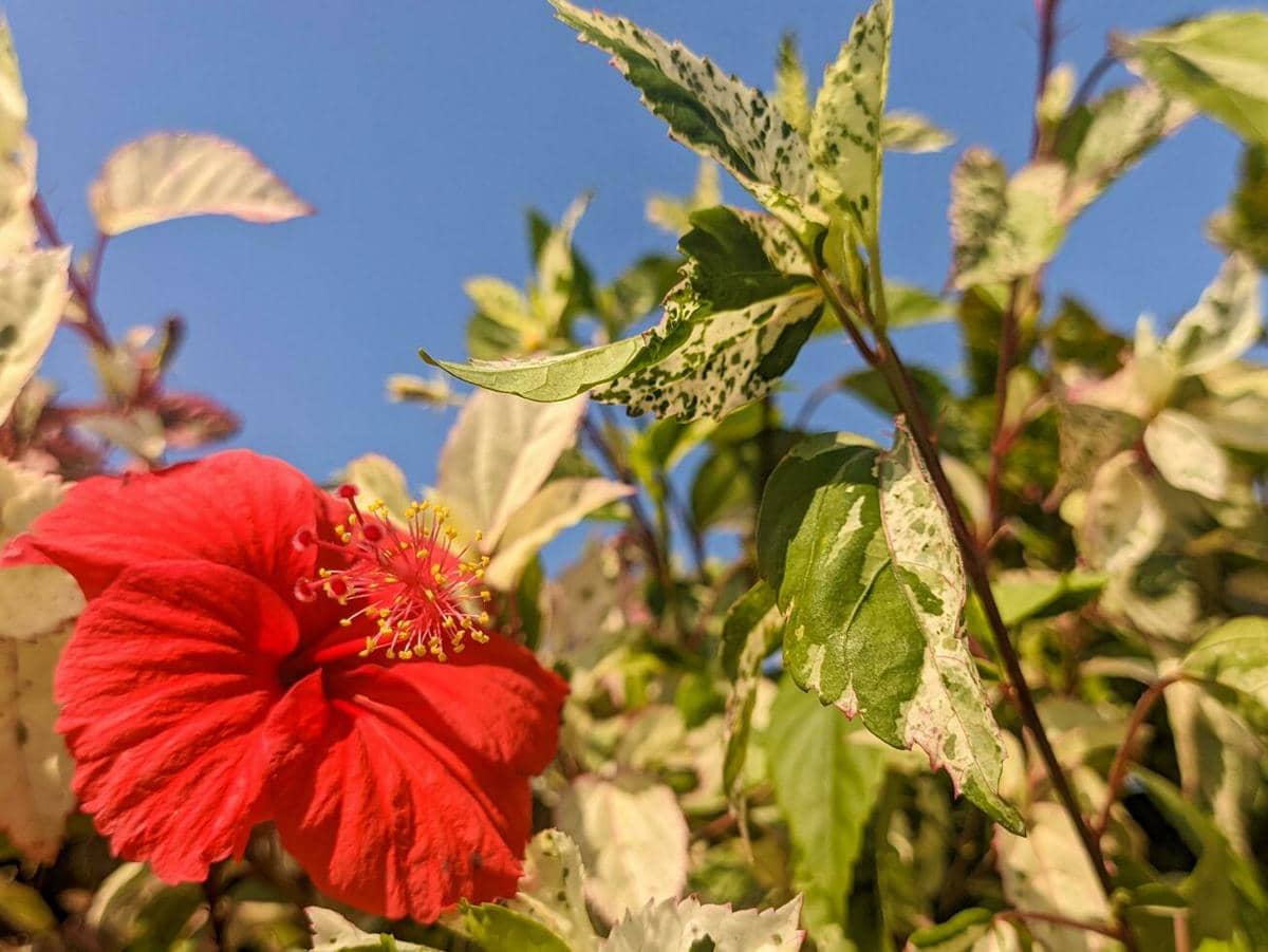 ilustrasi hibiscus variegata