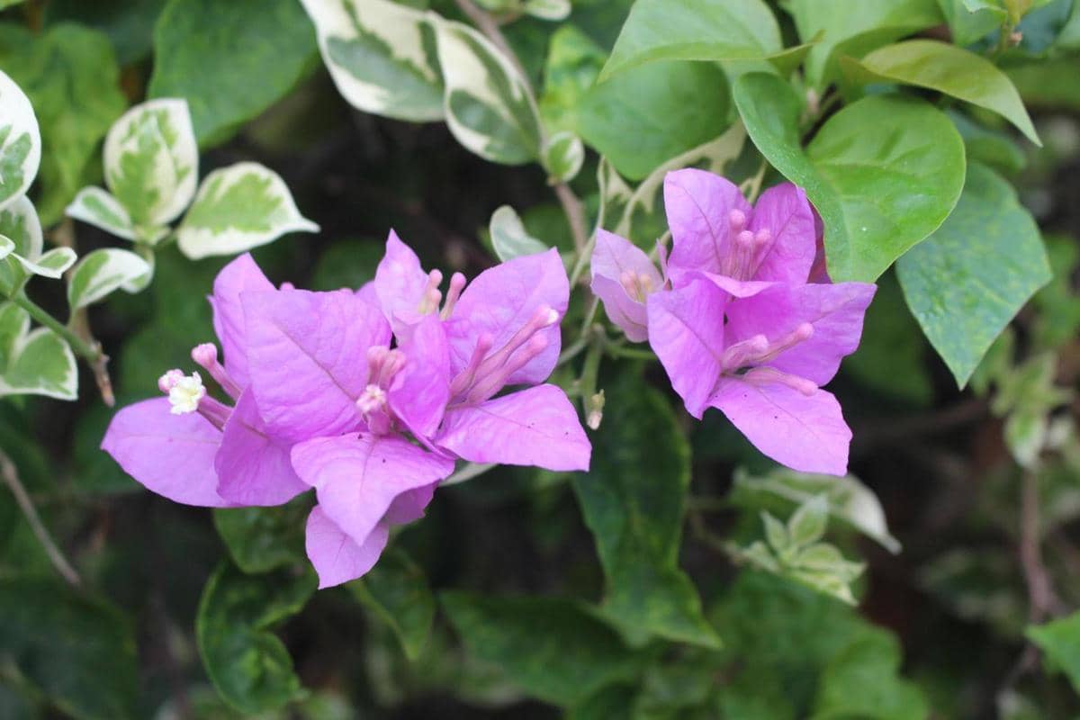 ilustrasi bougainvillea variegata