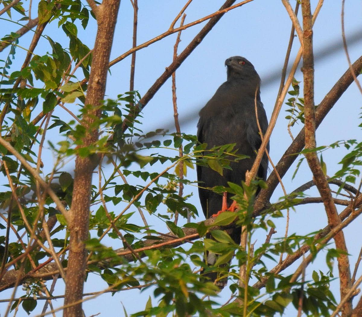 Burung elang jenjang (crane hawk)