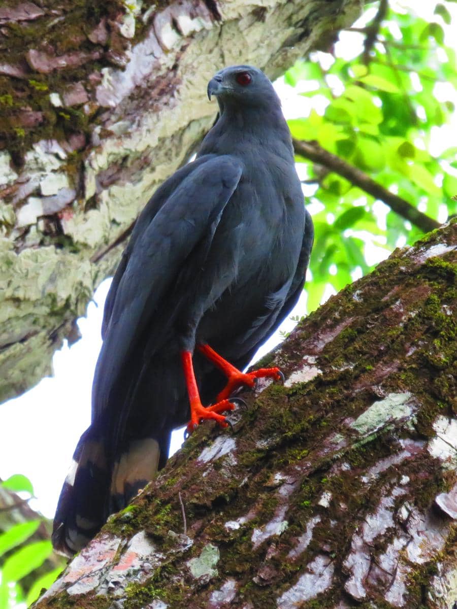 Burung elang jenjang punya sendi kaki yang sangat lentur.