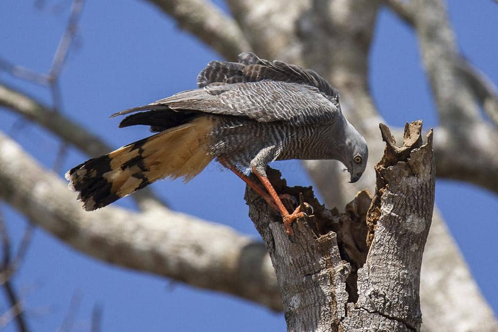 Burung elang jenjang (crane hawk)