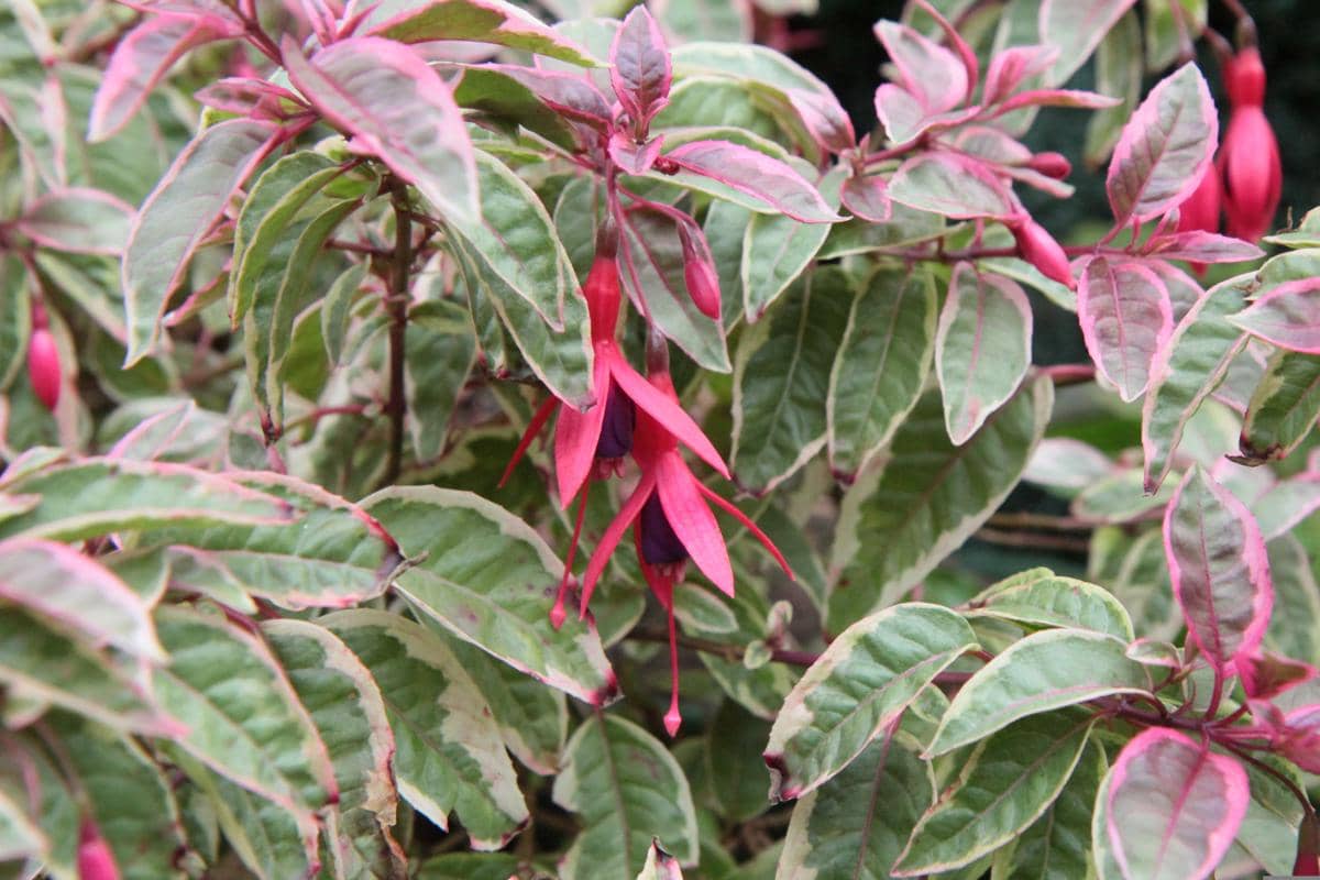 ilustrasi fuchsia variegata