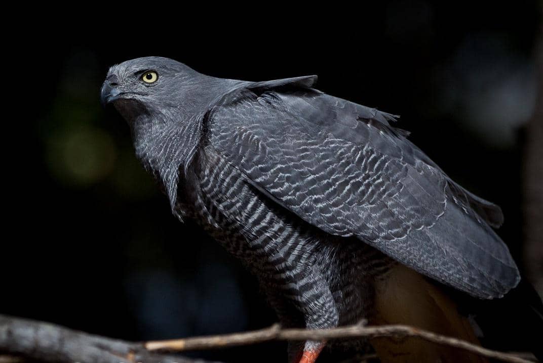5 Fakta Crane Hawk, Burung Pemangsa dengan Teknik Berburu Tak Biasa