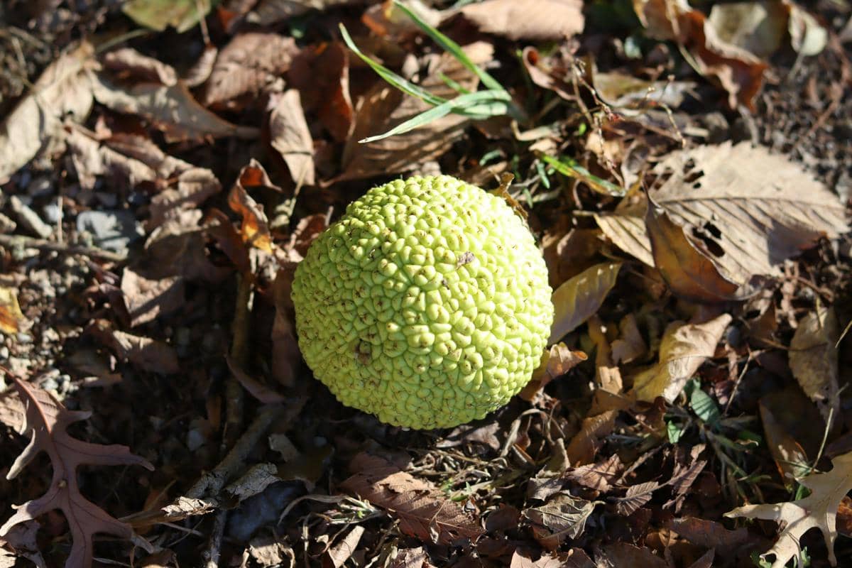 Osage orange