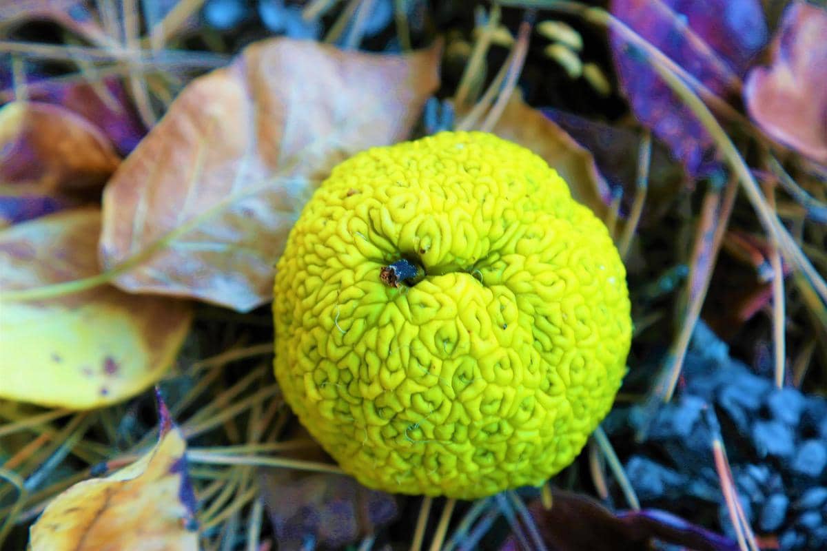 5 Fakta Menarik Pohon Osage Orange, Buahnya Tidak Disukai oleh Hewan