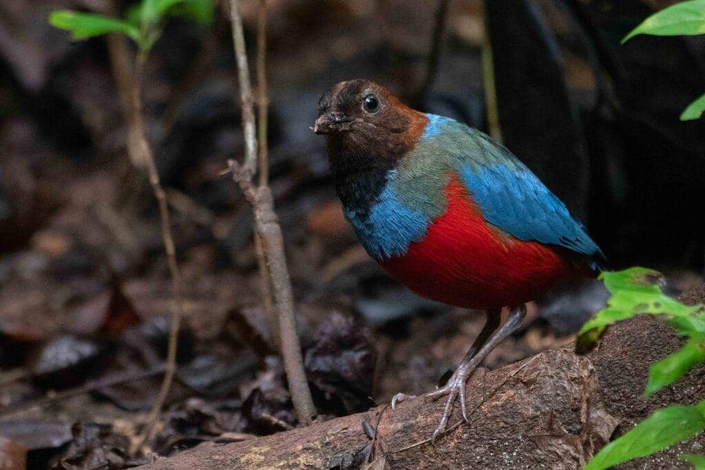 Burung Erythropitta erythrogaster