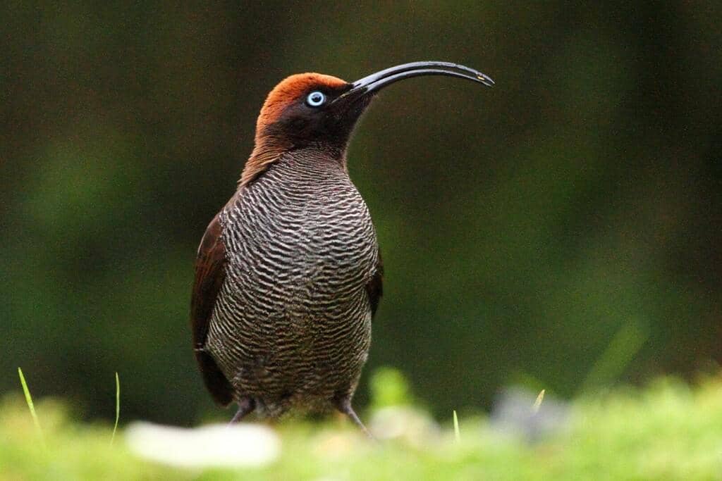 5 Fakta Brown Sicklebill, Cenderawasih Berparuh Sabit dari Papua
