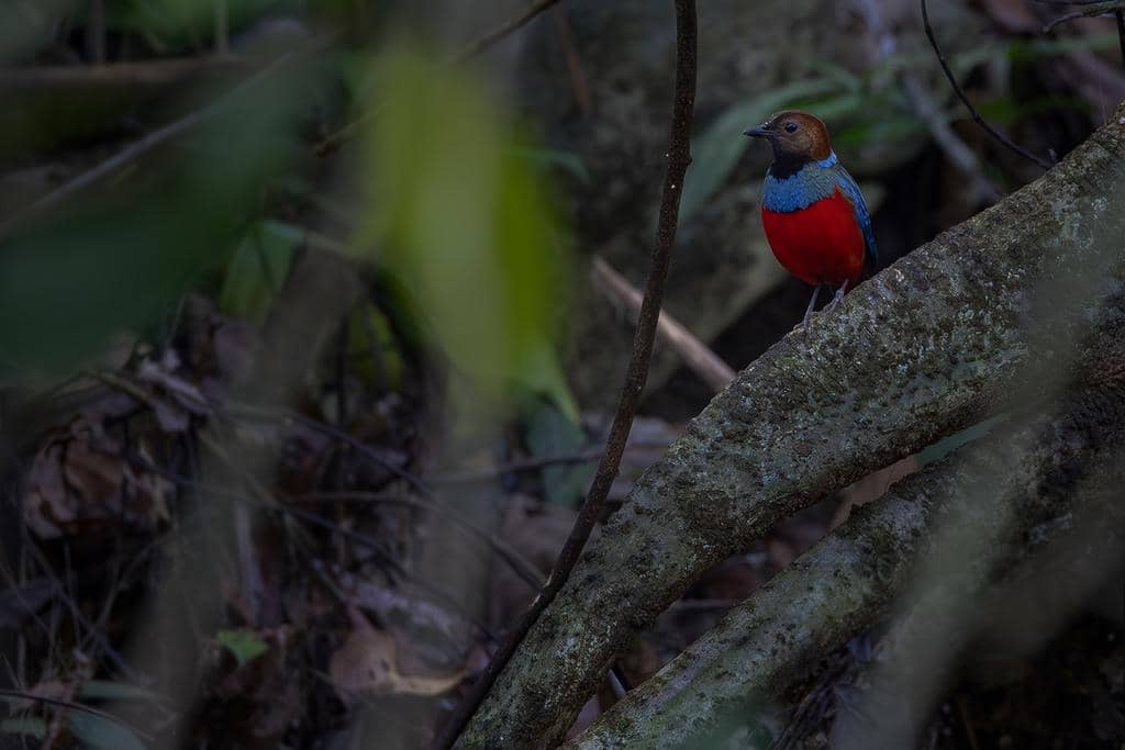 Burung Erythropitta erythrogaster