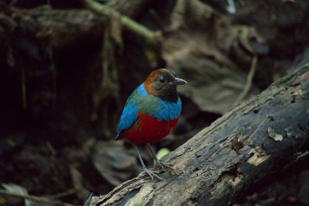 Burung Erythropitta erythrogaster