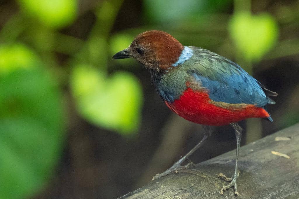 Burung Erythropitta erythrogaster