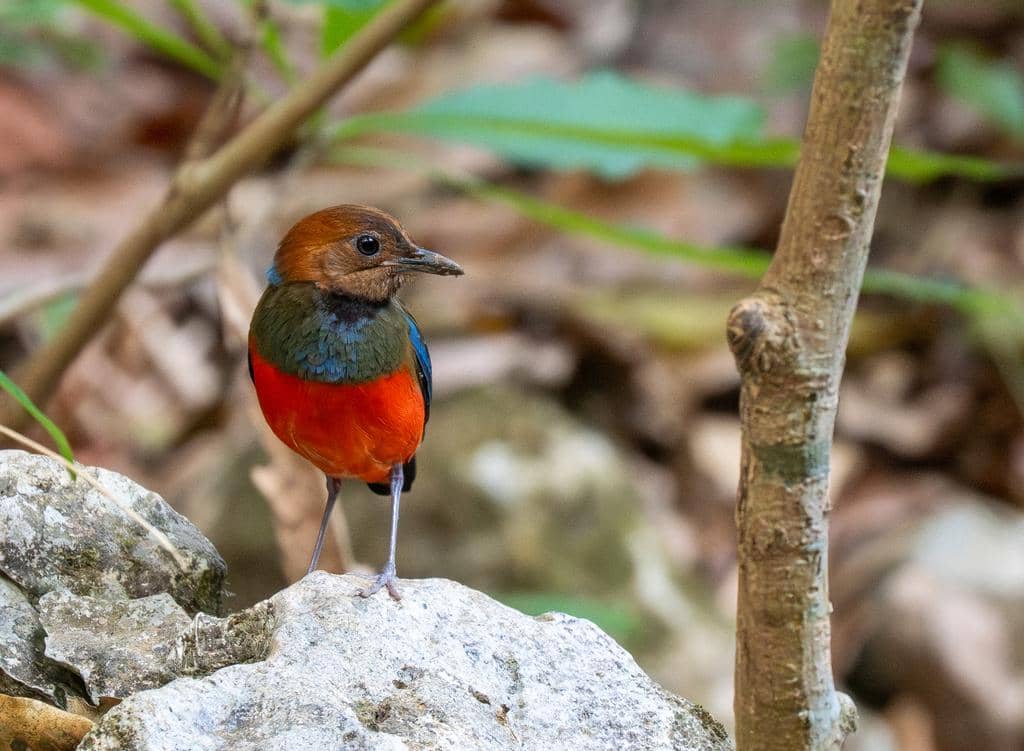 Burung Erythropitta erythrogaster